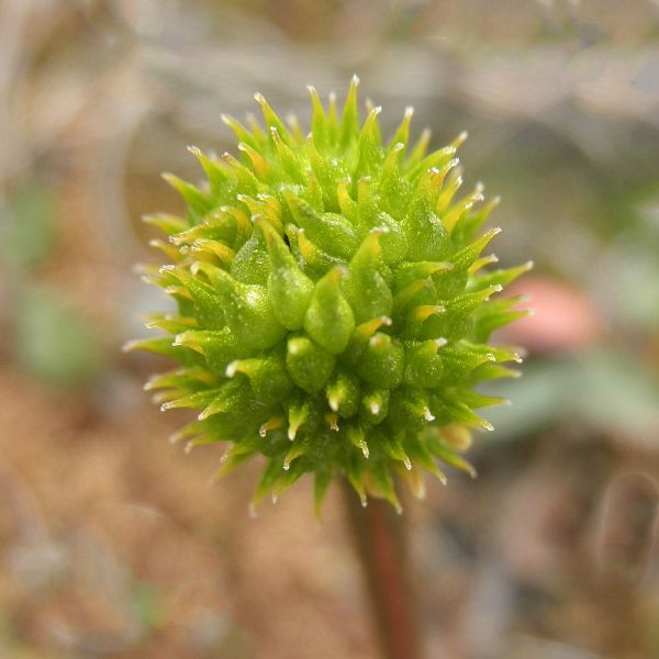 Ranunculus sulphureus Svalbard Longyearbyen 2014 3 A.Elven a